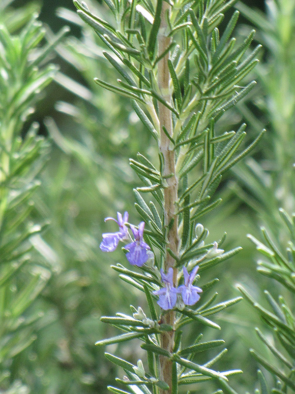 Tuscan Blue Rosemary (Rosmarinus officinalis 'Tuscan Blue') at Dutch Growers Garden Centre