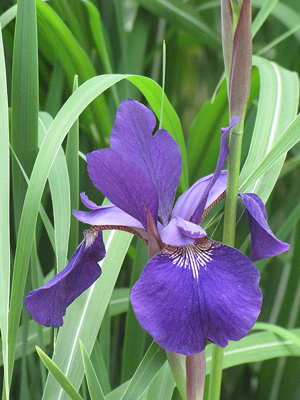 Caesar's Brother Siberian Iris (Iris sibirica 'Caesar's Brother') at Dutch Growers Garden Centre
