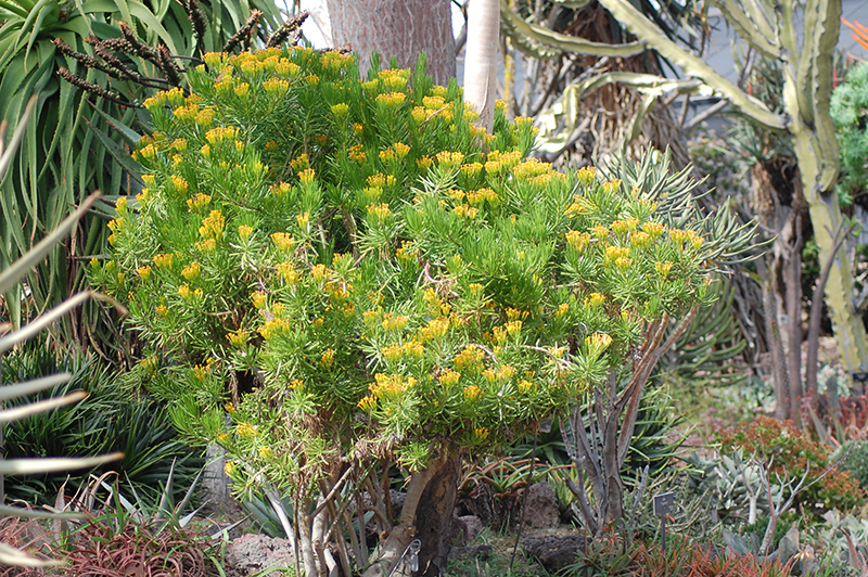 Succulent Bush Senecio (Senecio barbertonicus) at Dutch Growers Garden Centre