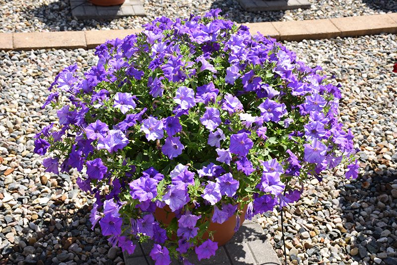 Surfinia Heavenly Blue Petunia (Petunia 'Surfinia Heavenly Blue') at Dutch Growers Garden Centre
