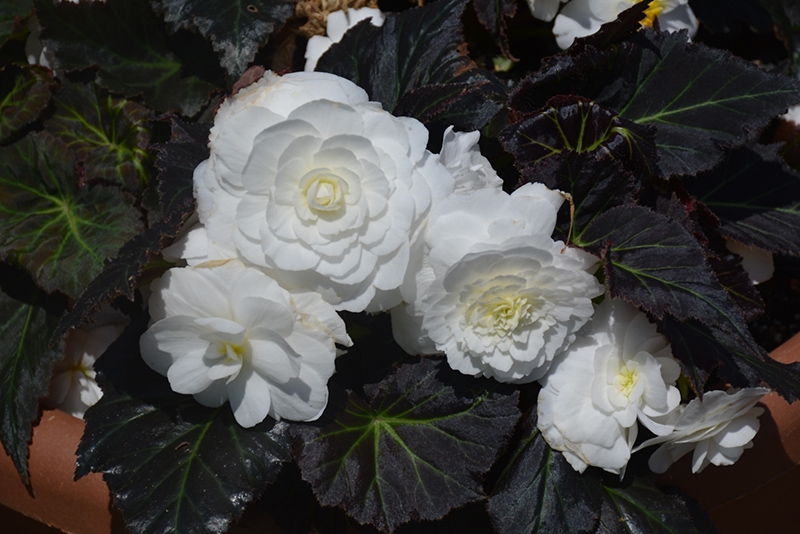 Nonstop Mocca White Begonia (Begonia 'Nonstop Mocca White') at Dutch Growers Garden Centre