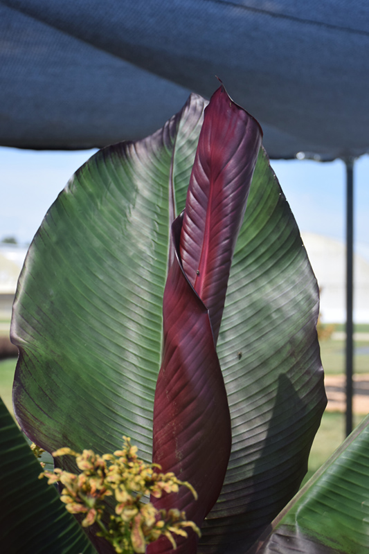 Red Banana (Ensete ventricosum 'Maurelii') at Dutch Growers Garden Centre