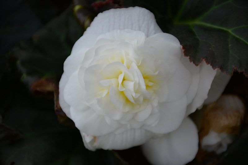 Nonstop Mocca White Begonia (Begonia 'Nonstop Mocca White') at Dutch Growers Garden Centre