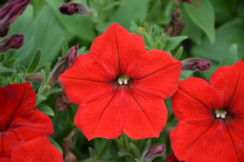 Easy Wave Red Petunia (Petunia 'Easy Wave Red') at Dutch Growers Garden Centre