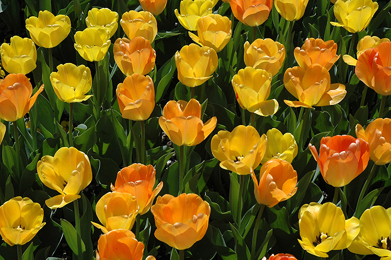 Daydream Tulip (Tulipa 'Daydream') at Dutch Growers Garden Centre