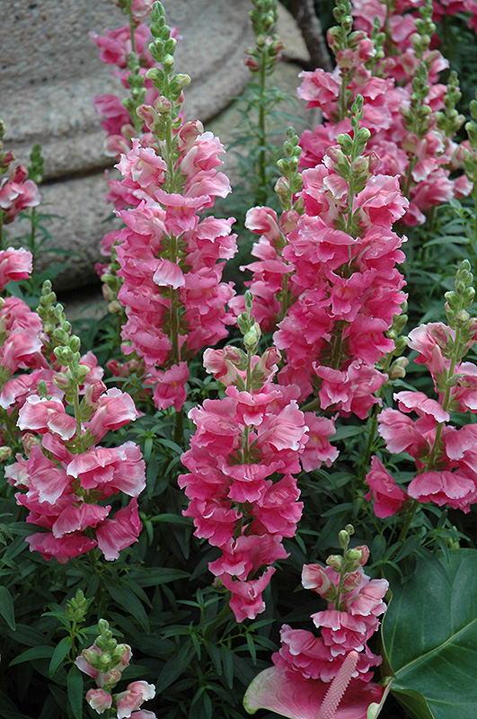 Liberty Classic Rose Pink Snapdragon (Antirrhinum majus 'Liberty Classic Rose Pink') at Dutch Growers Garden Centre