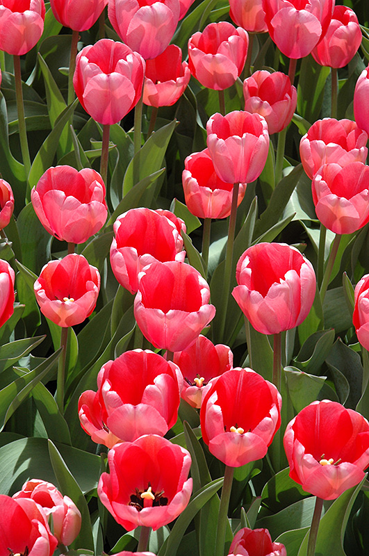 Pink Impression Tulip (Tulipa 'Pink Impression') at Dutch Growers Garden Centre