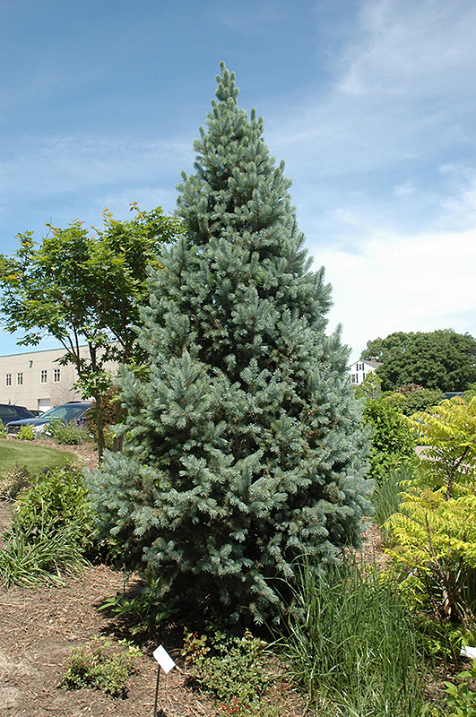 Upright Colorado Spruce (Picea pungens 'Fastigiata') at Dutch Growers Garden Centre