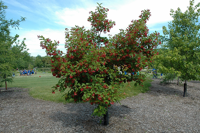 Hot Wings Tatarian Maple (Acer tataricum 'GarAnn') at Dutch Growers Garden Centre