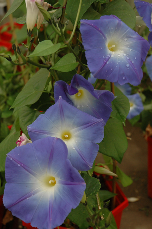 Heavenly Blue Morning Glory (Ipomoea tricolor 'Heavenly Blue') at Dutch Growers Garden Centre