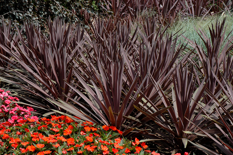 Red Sensation Grass Palm (Cordyline australis 'Red Sensation') at Dutch Growers Garden Centre