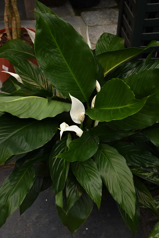 Peace Lily (Spathiphyllum wallisii) at Dutch Growers Garden Centre