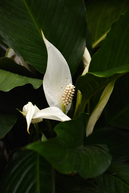 Peace Lily (Spathiphyllum wallisii) at Dutch Growers Garden Centre