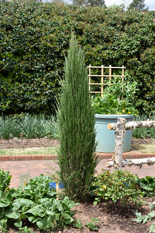 Blue Arrow Juniper (Juniperus scopulorum 'Blue Arrow') at Dutch Growers Garden Centre