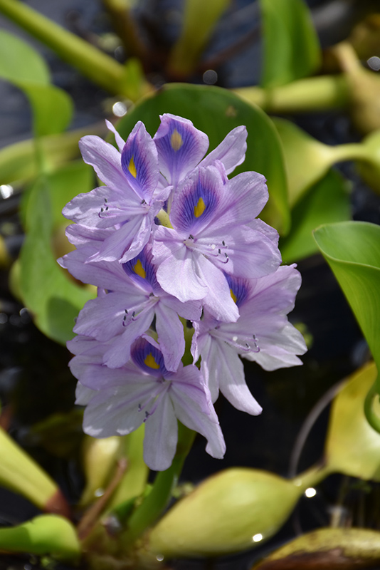 Water Hyacinth (Eichhornia crassipes) at Dutch Growers Garden Centre