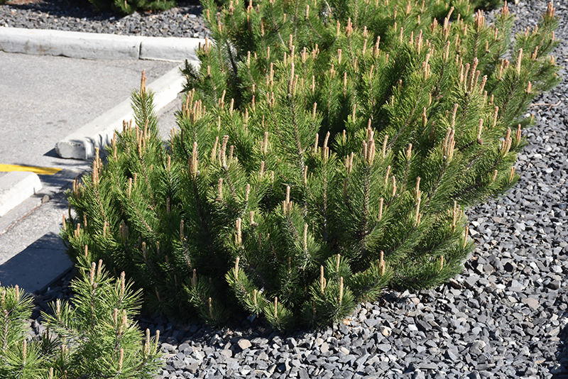 Dwarf Mugo Pine (Pinus mugo var. pumilio) at Dutch Growers Garden Centre