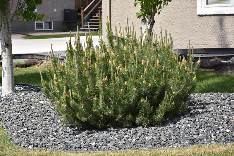 Mugo Pine (Pinus mugo) at Dutch Growers Garden Centre