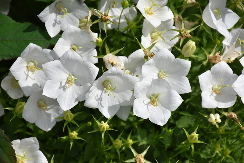 White Clips Bellflower (Campanula carpatica 'White Clips') at Dutch Growers Garden Centre
