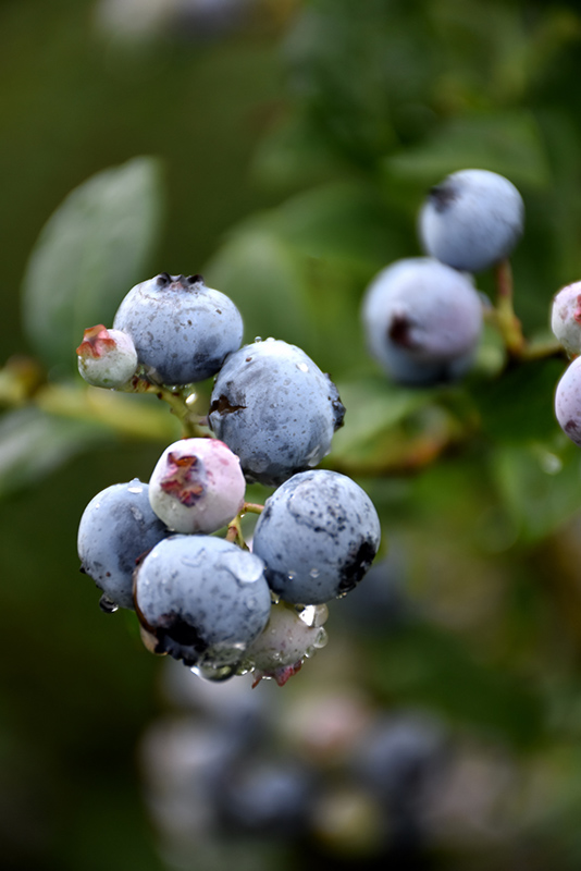 Polaris Blueberry (Vaccinium 'Polaris') at Dutch Growers Garden Centre