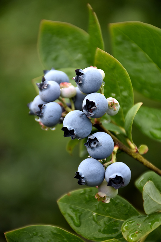 Northblue Blueberry (Vaccinium 'Northblue') at Dutch Growers Garden Centre