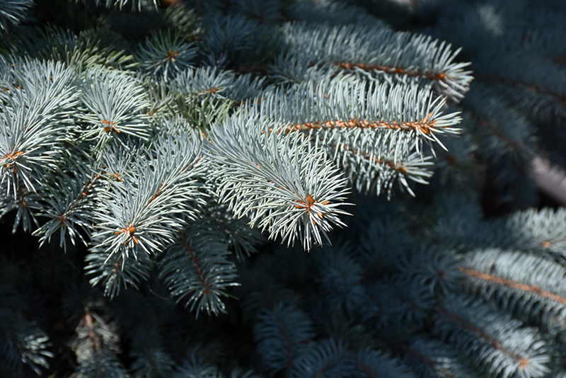 Baby Blue Blue Spruce (Picea pungens 'Baby Blue') at Dutch Growers Garden Centre