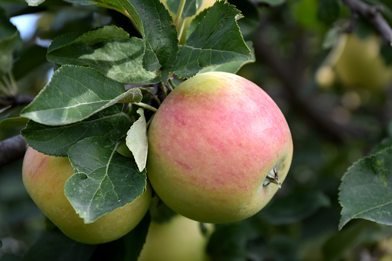 Goodland Apple (Malus 'Goodland') at Dutch Growers Garden Centre