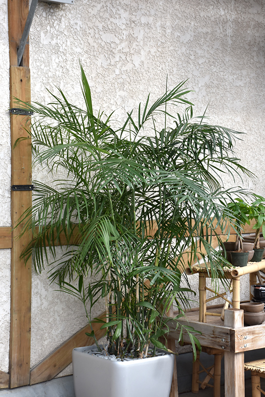 Cat Palm (Chamaedorea cataractarum) at Dutch Growers Garden Centre
