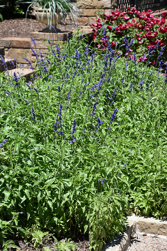 Victoria Blue Salvia (Salvia farinacea 'Victoria Blue') at Dutch Growers Garden Centre