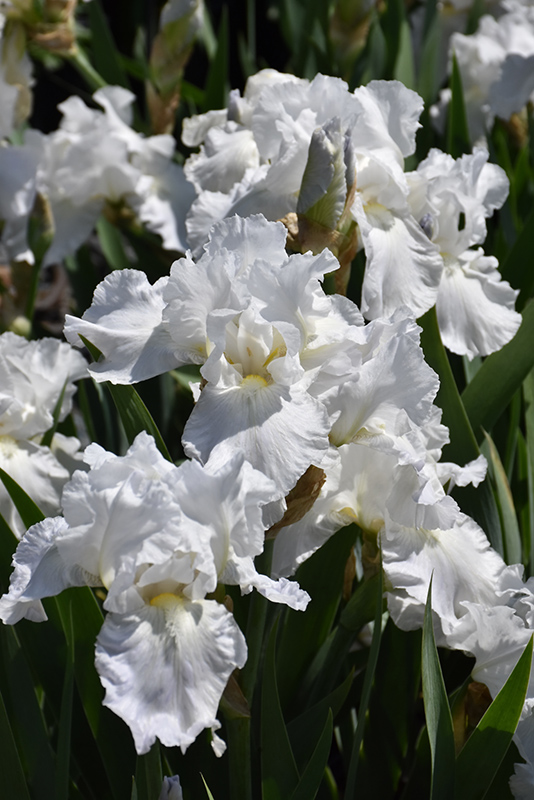 Immortality Iris (Iris 'Immortality') at Dutch Growers Garden Centre