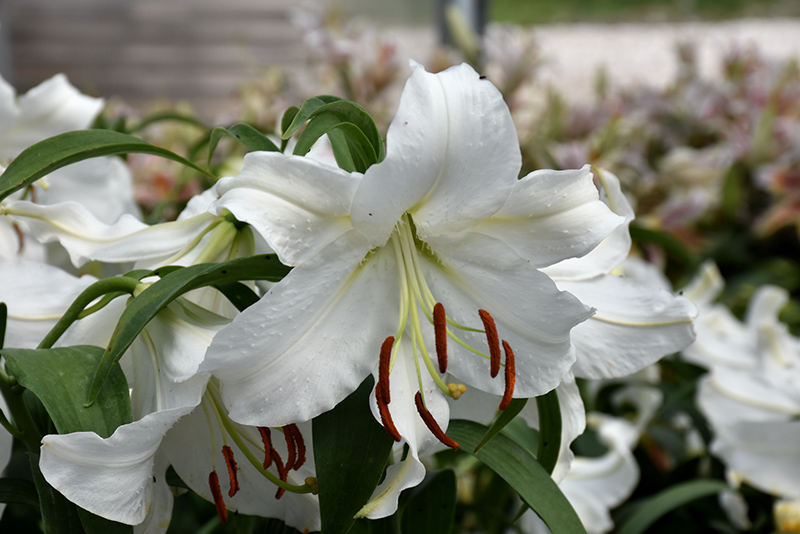 Casa Blanca Lily (Lilium 'Casa Blanca') at Dutch Growers Garden Centre