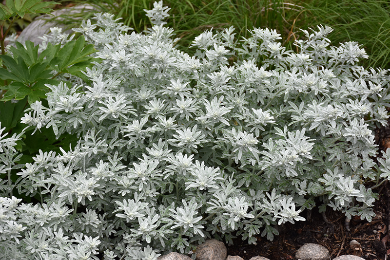 Silver Brocade Artemesia (Artemisia stelleriana 'Silver Brocade') at Dutch Growers Garden Centre