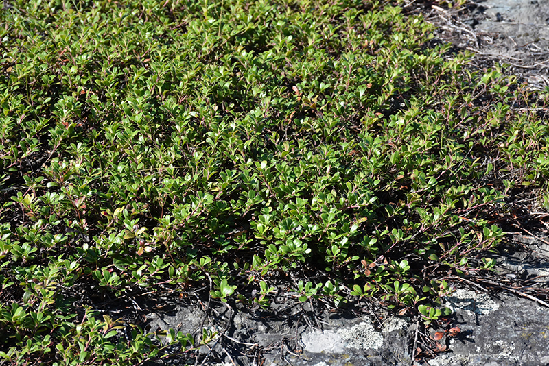 Bearberry (Arctostaphylos uva-ursi) at Dutch Growers Garden Centre