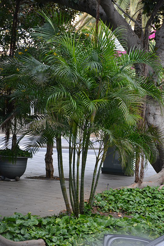 Areca Palm (Dypsis lutescens) at Dutch Growers Garden Centre