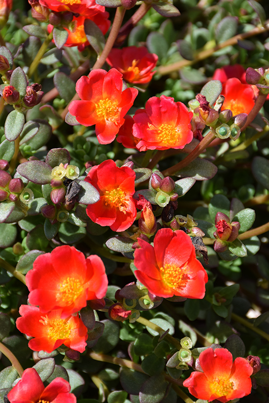 Mojave Red Portulaca (Portulaca grandiflora 'Mojave Red') at Dutch Growers Garden Centre