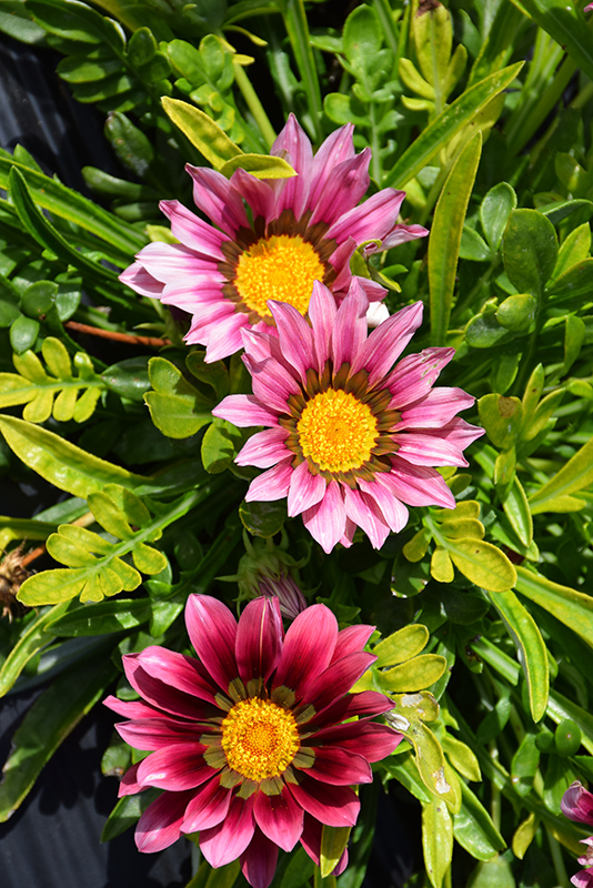 New Day Clear Pink Shades (Gazania 'New Day Pink Shades') at Dutch Growers Garden Centre