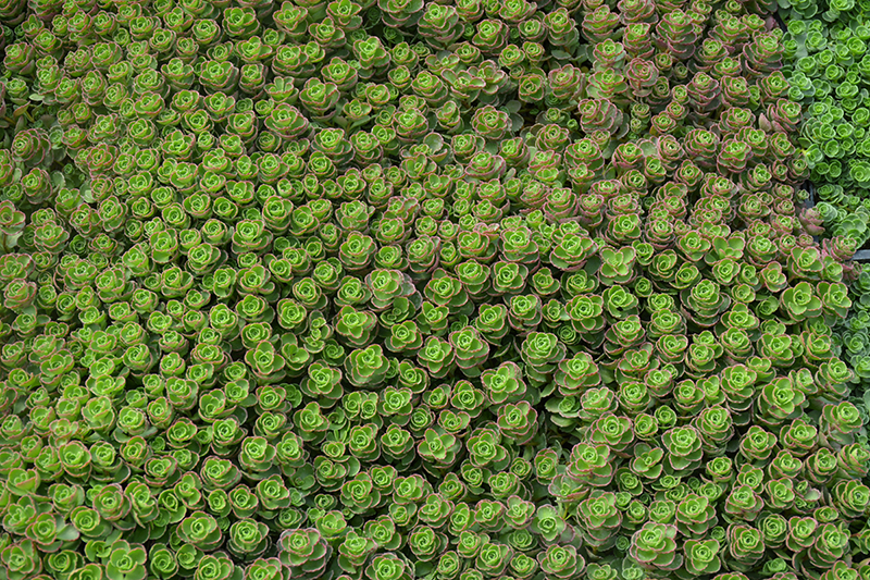 Dragon's Blood Stonecrop (Sedum spurium) at Dutch Growers Garden Centre