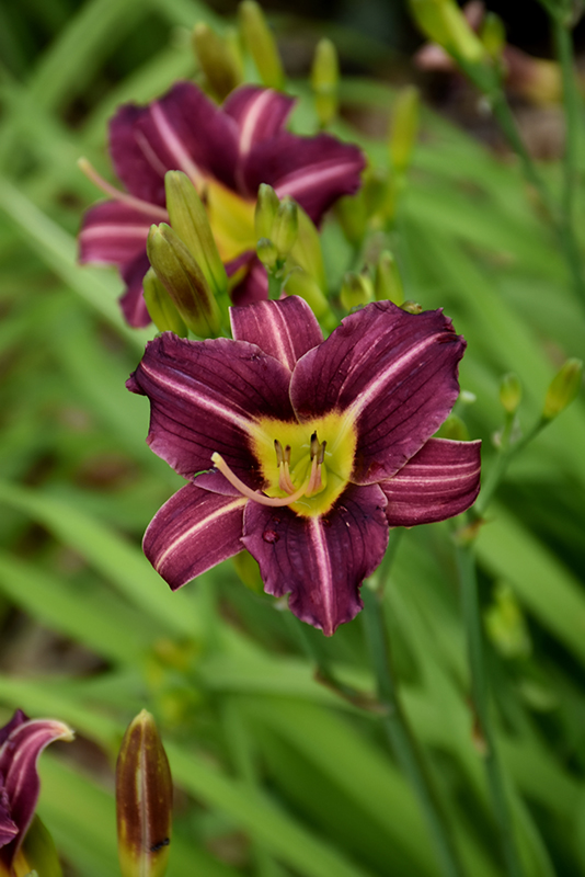 Mary Reed Daylily (Hemerocallis 'Mary Reed') at Dutch Growers Garden Centre
