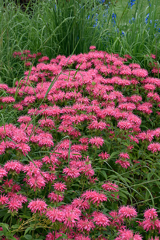Marshall's Delight Beebalm (Monarda 'Marshall's Delight') in