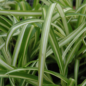 Spider plant - Gardening at USask - College of Agriculture and Bioresources