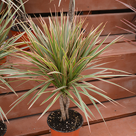 Colorama fashion Dracaena 10” inch pot