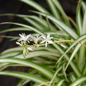 Spider plant - Gardening at USask - College of Agriculture and Bioresources