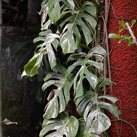 Thai Constellation Monstera - Year-Round Garden