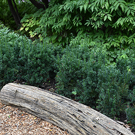 Plant Photo 4