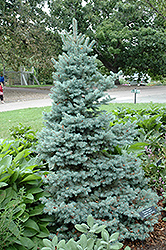 Crystal Blue Spruce (Picea pungens 'Crystal Blue') in Winnipeg Headingley  Oak Bluff Manitoba MB at Shelmerdine Garden Center